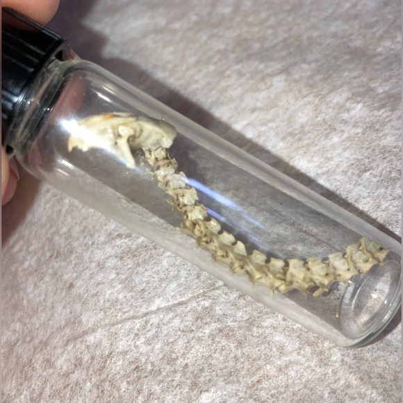 “DRAGON BONES” handmade 25 yrs ago, snake & lizard (?) sealed glued Vial EVC 🐉 - Picture 10 of 12